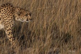 Seba - Cheetah_ Seba - Cheetah_